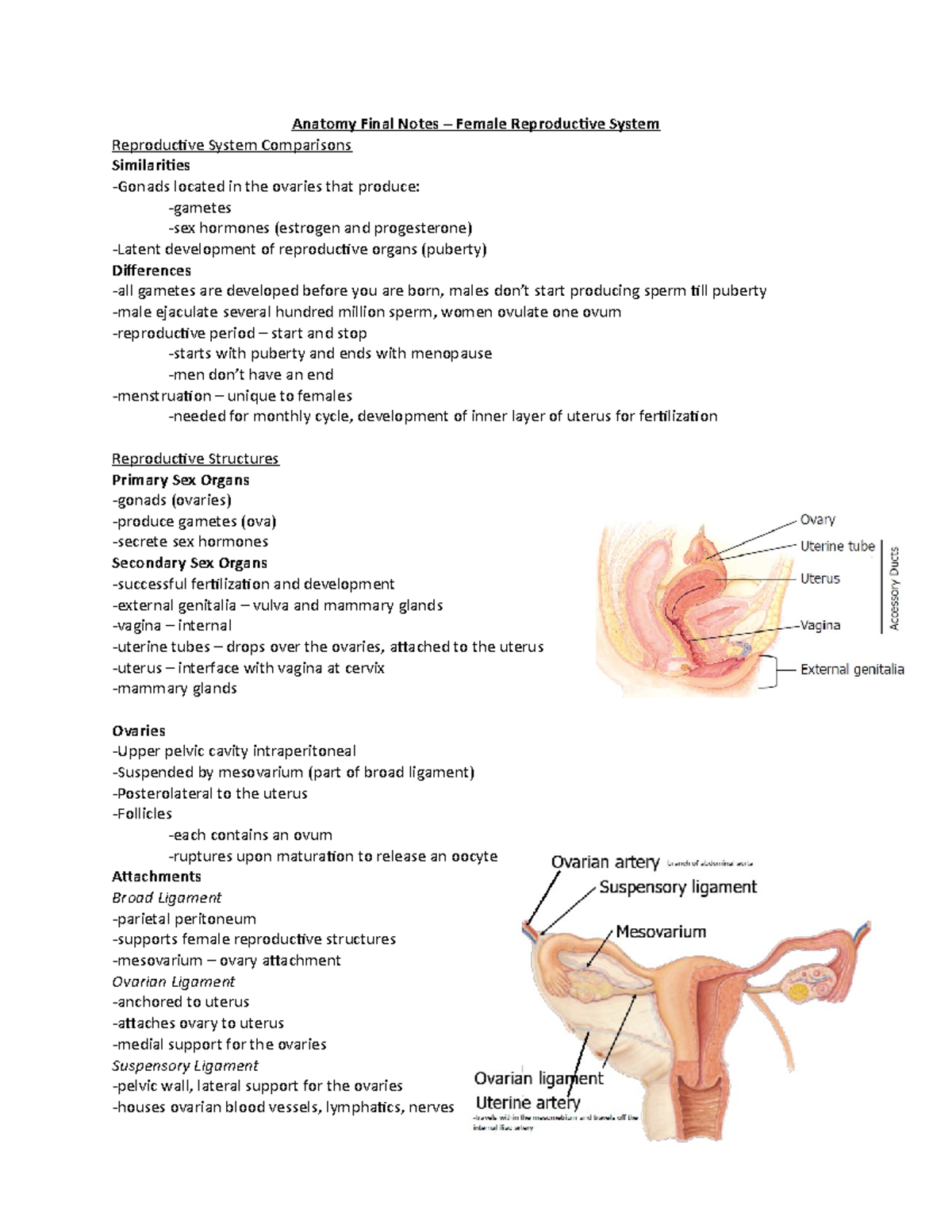 Female Reproductive Notes - Anatomy Final Notes – Female Reproductive ...