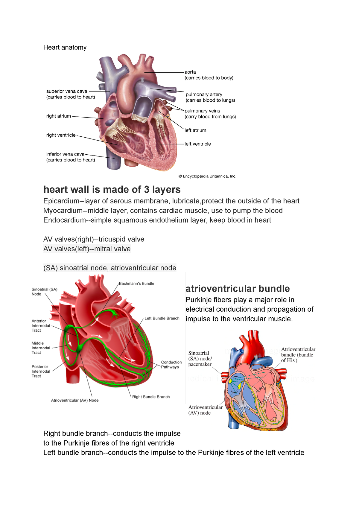 Medc 0002 notes - Heart anatomy heart wall is made of 3 layers ...