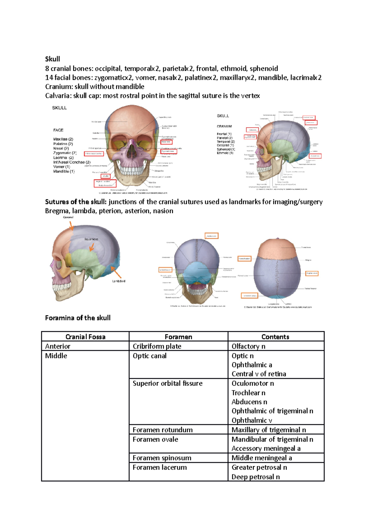 Lab study - Summaries based of laboratory practical sheets - Skull 8 ...