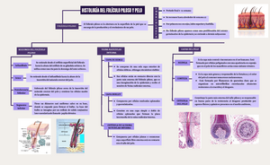 histología del folículo piloso