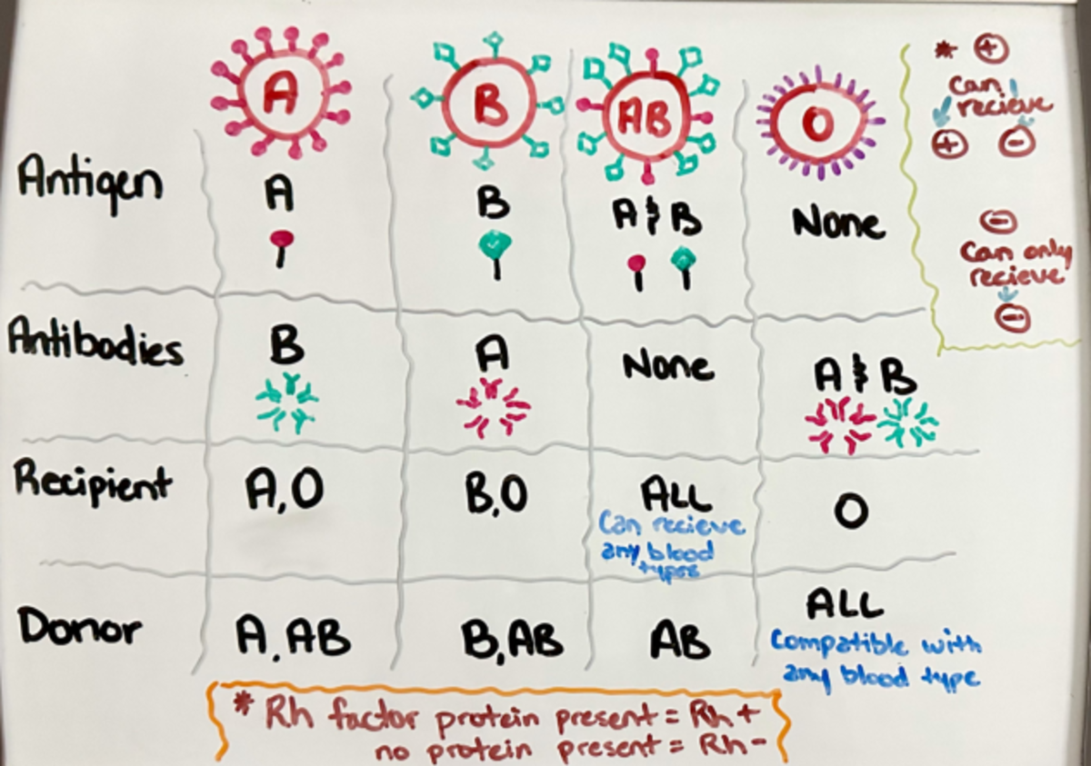 Blood types and compatibility - NURS 2028 - A OF can recieve Antigen A ...