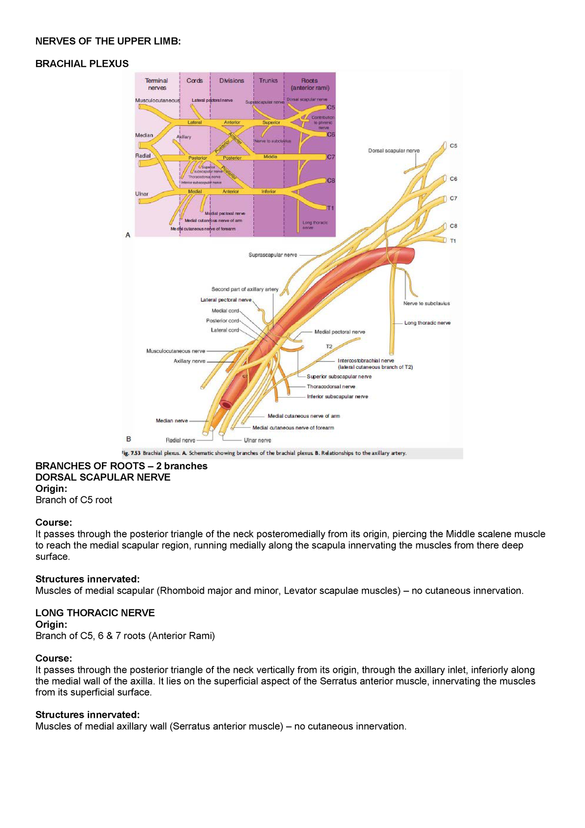 Brachialplexus Nervesof the Upper LIMB - NERVES OF THE UPPER LIMB ...