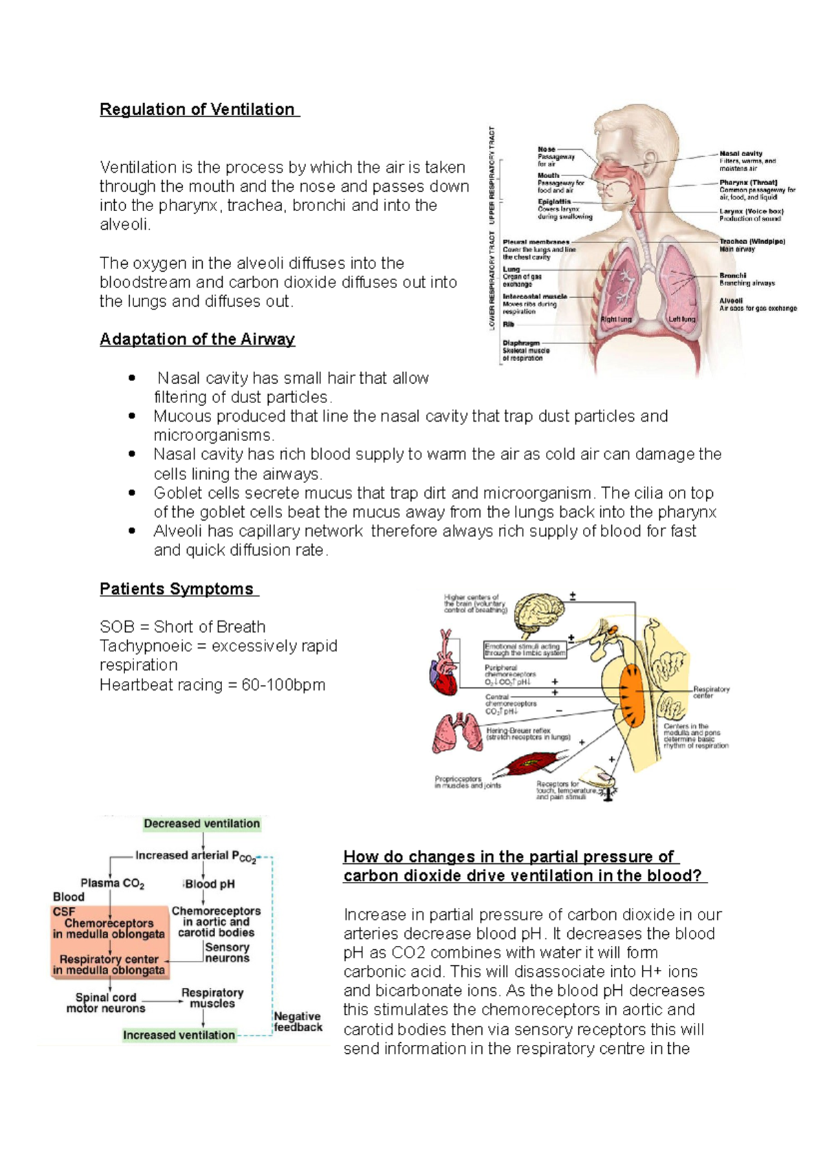 Regulation of Ventilation - Regulation of Ventilation Ventilation is ...