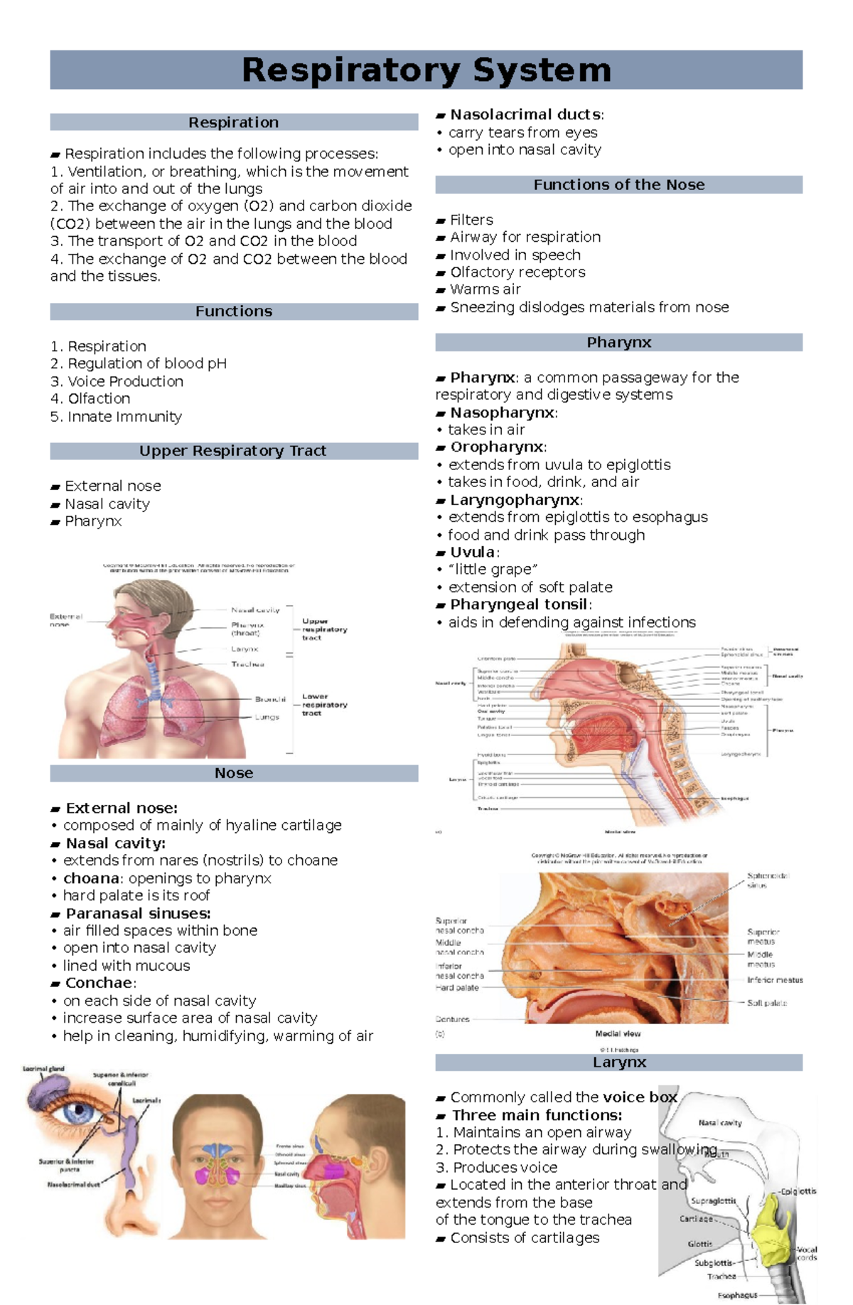 Respiratory System - Respiration Respiration includes the following ...