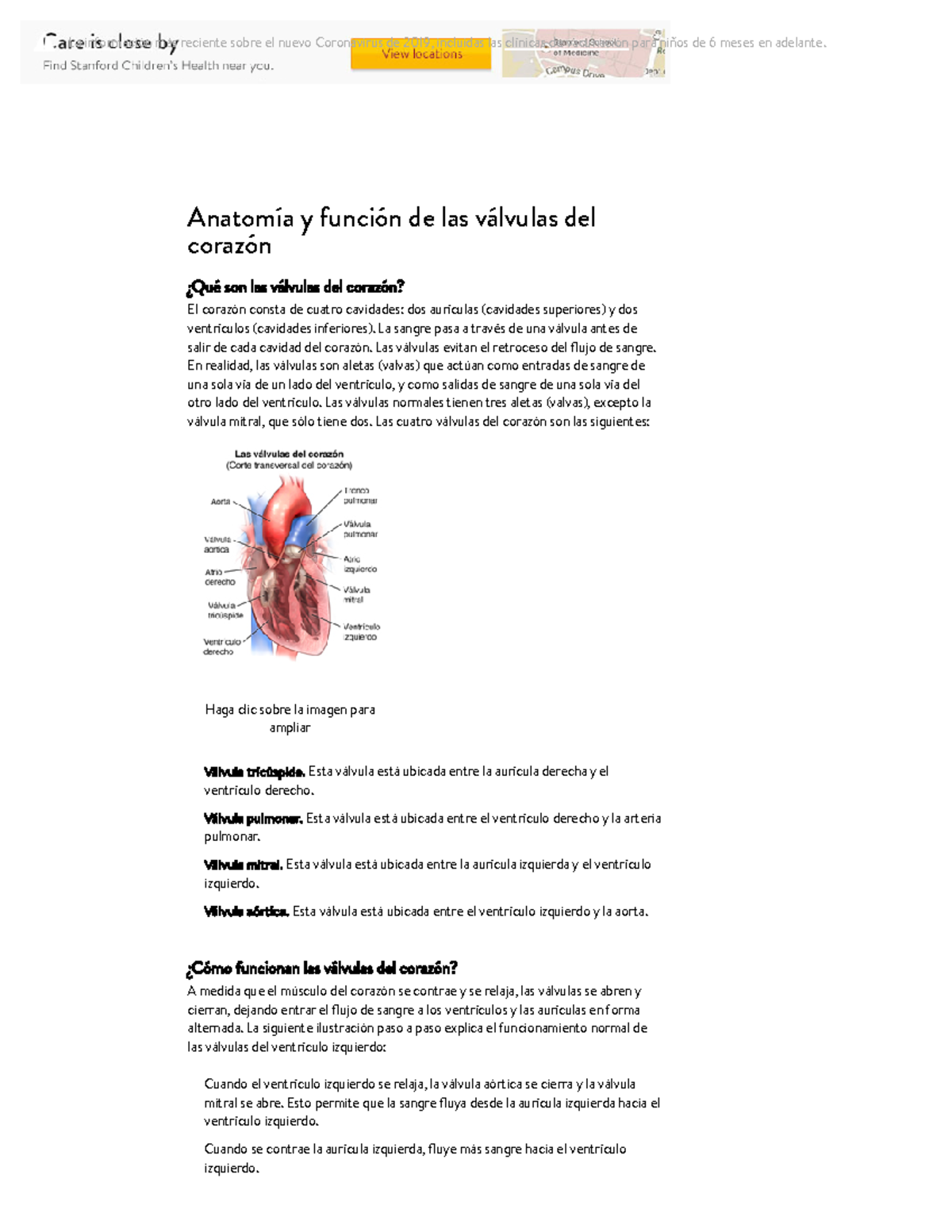 Anatomy Del Corazon Estructura Del Corazón Válvulas Del Corazón