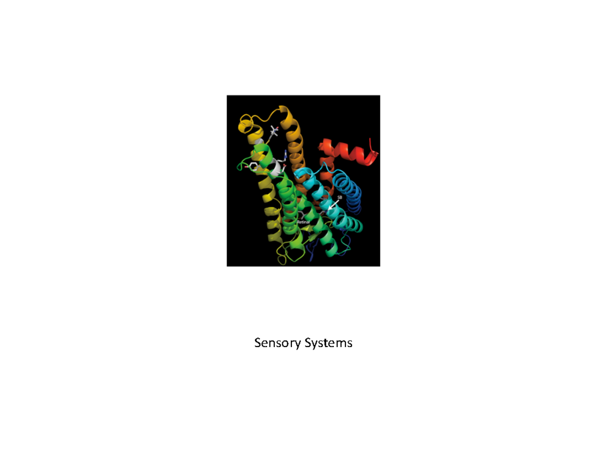 Sensory System Explanation Of Different Senses In Humans Sensory Systems Learning Objectives