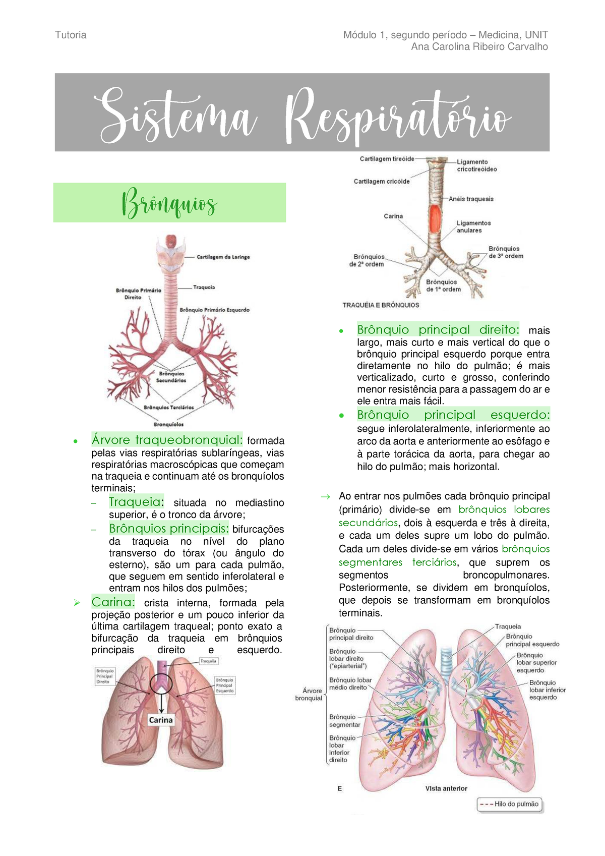 segmentos broncopulmonares