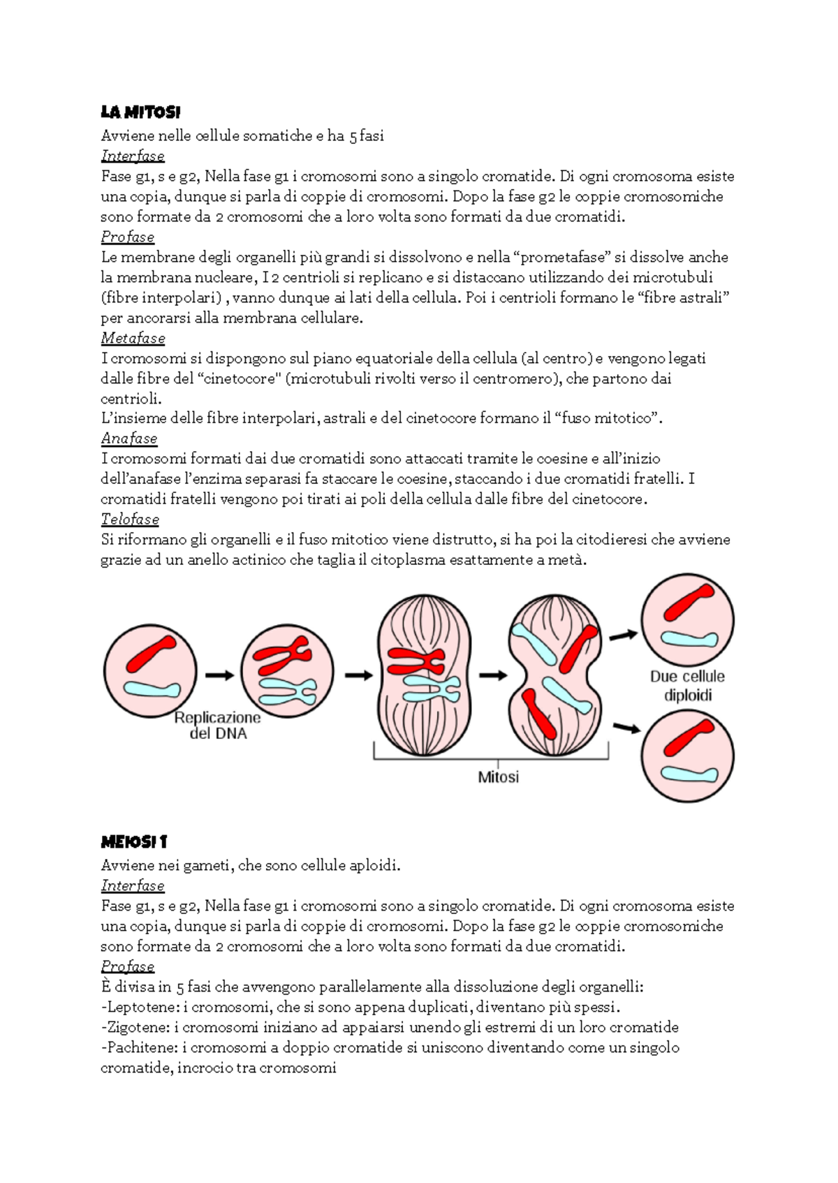mitosi e meiosi mappa concettuale