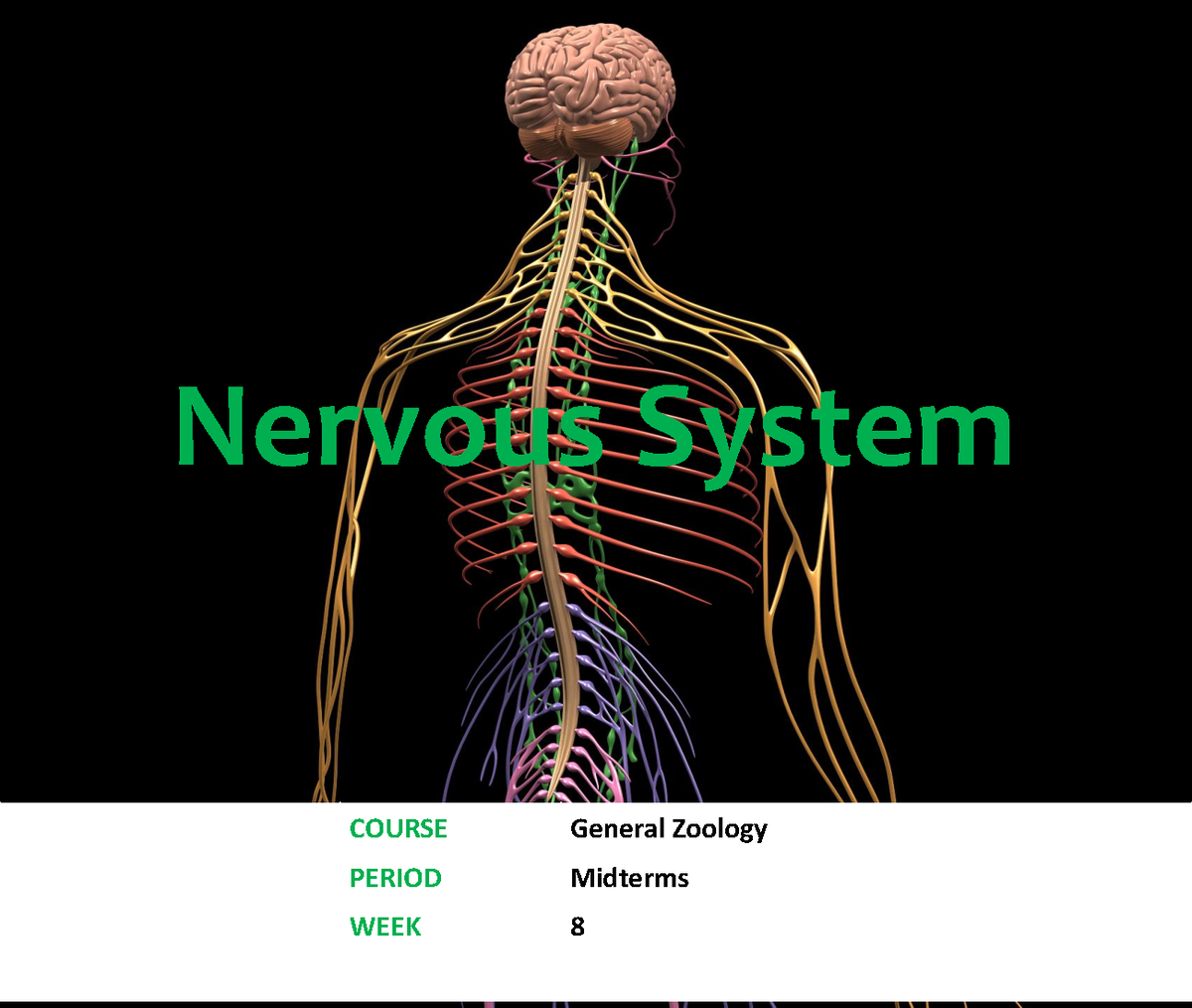 #9 human nervous system - COURSE General Zoology PERIOD Midterms WEEK 8 ...