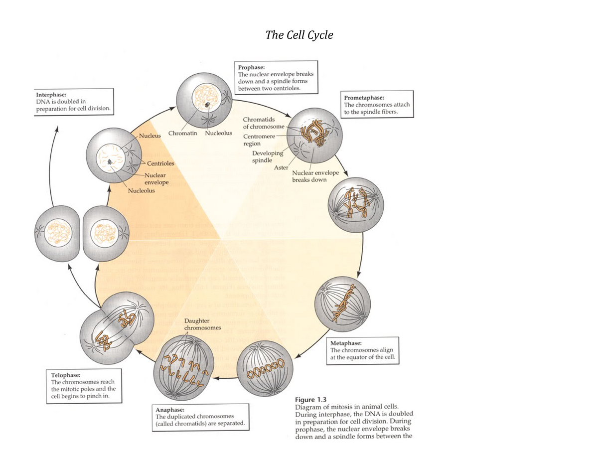 Размер соматической клетки. Схема клеточного цикла. Cell Division in diagram. Жизненный цикл клетки цитология.