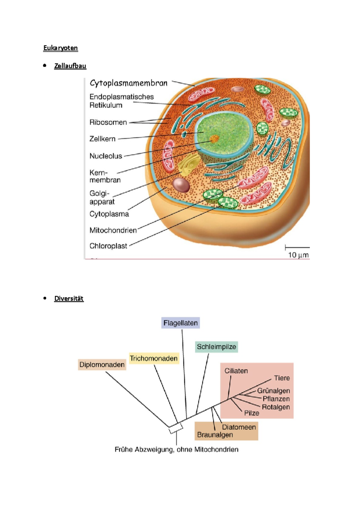 Eukaryoten - Mikrobiologie-Kurs in TB7 Atmung, Homöostase und Leistung ...