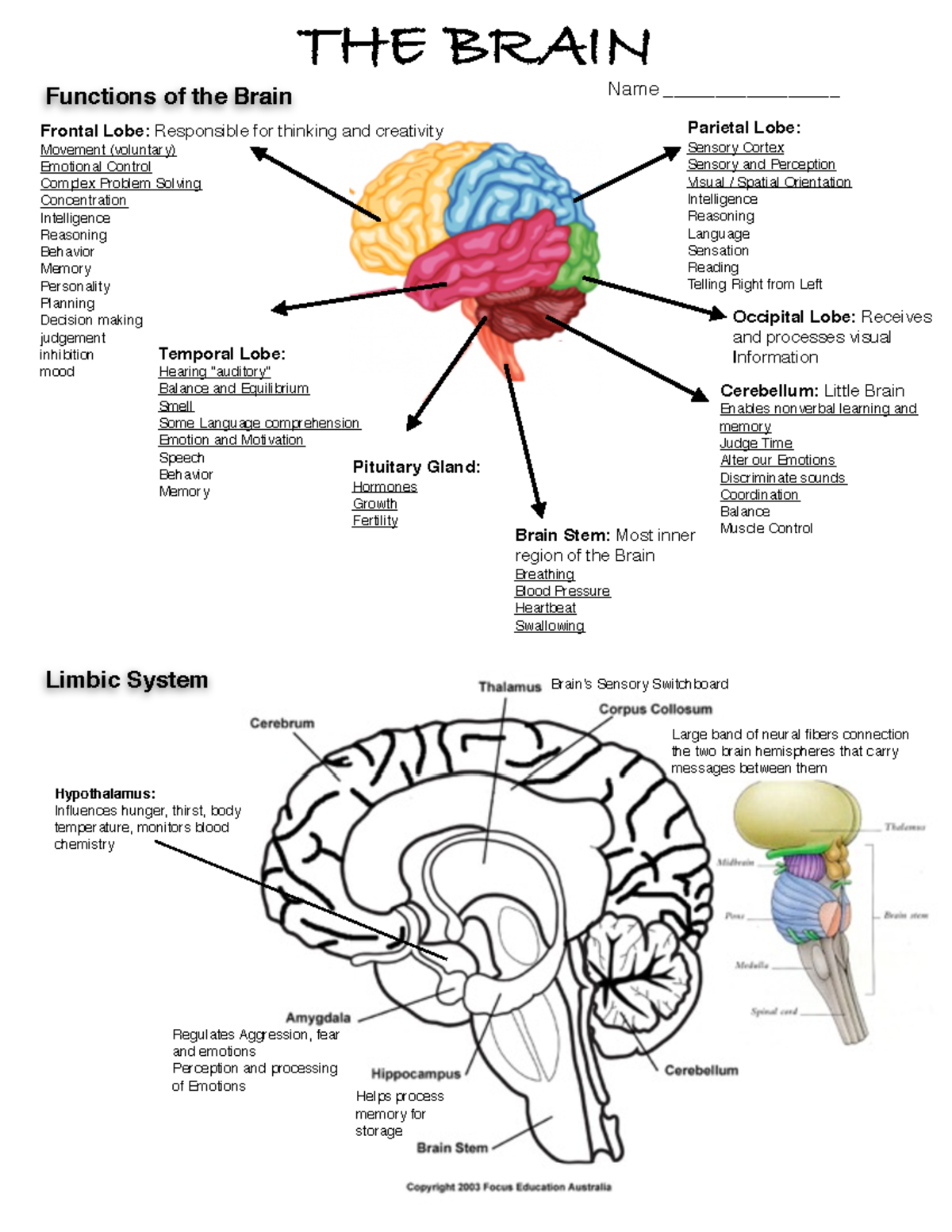 The Brain - bnmhjvh - Name _________________ THE BRAIN Frontal Lobe ...