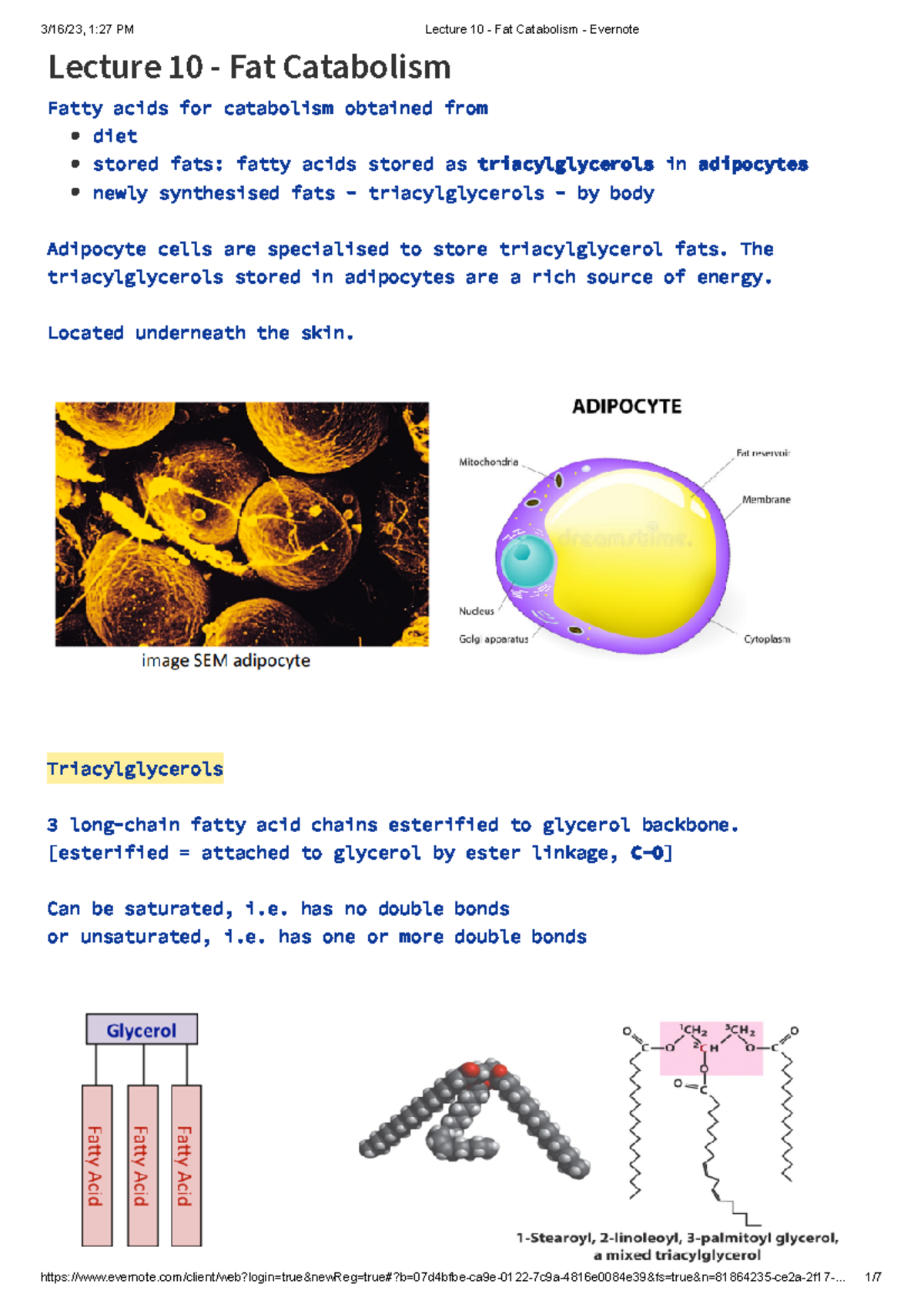 Lecture 10 - Fat Catabolism - Evernote - Lecture 10 - Fat Catabolism ...