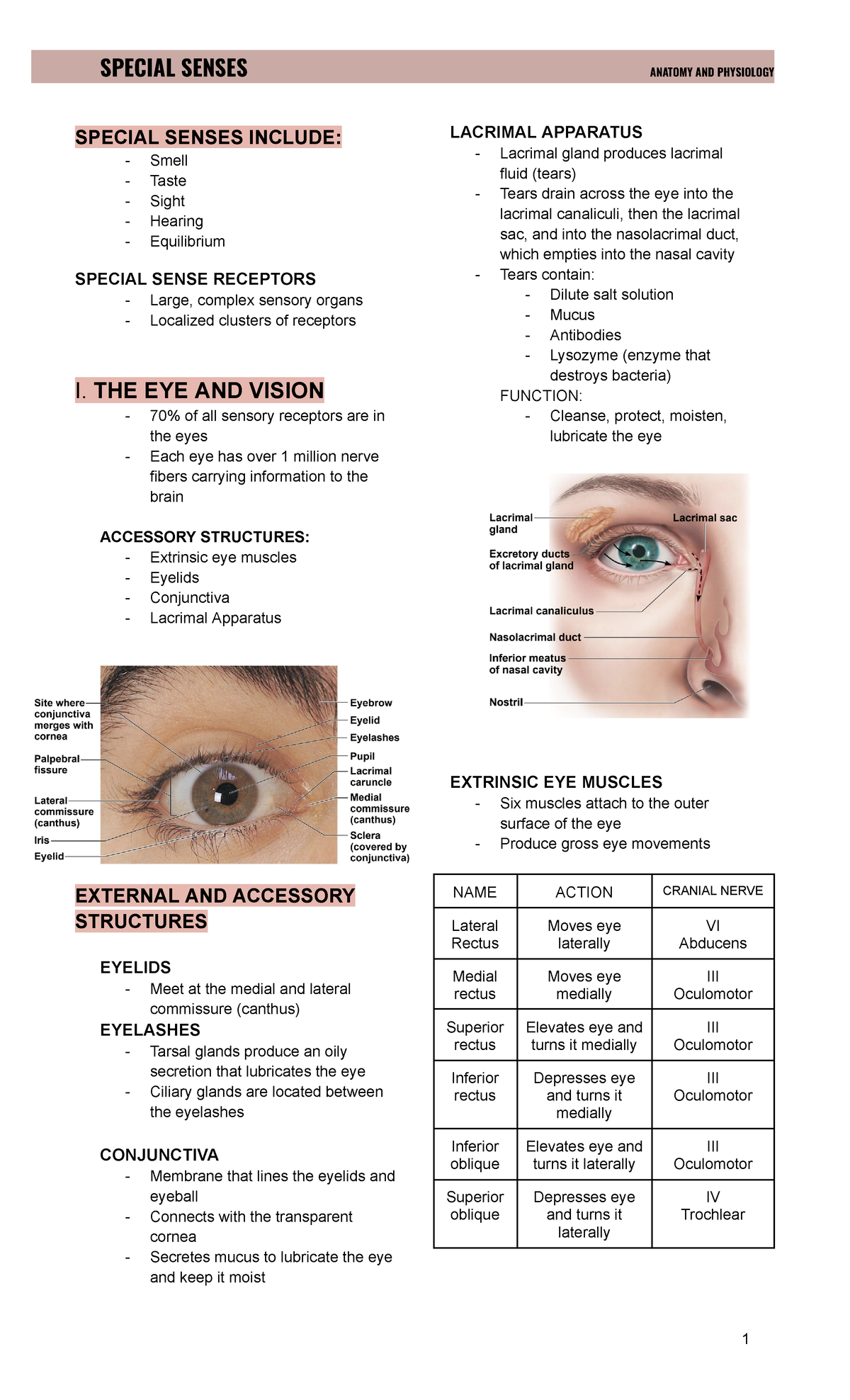 Special Senses - Lec - SPECIAL SENSES INCLUDE: - Smell - Taste - Sight ...