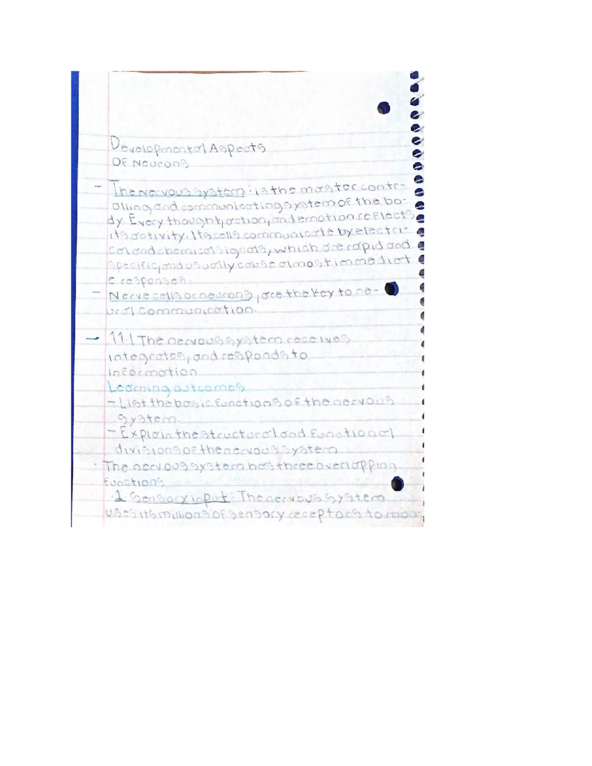 Nervous system notes - BIOL 3402 - Studocu