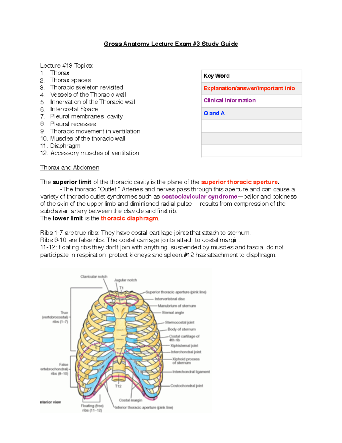 Gross Anatomy 3 Lecture Exam Guide - Gross Anatomy Lecture Exam #3 ...