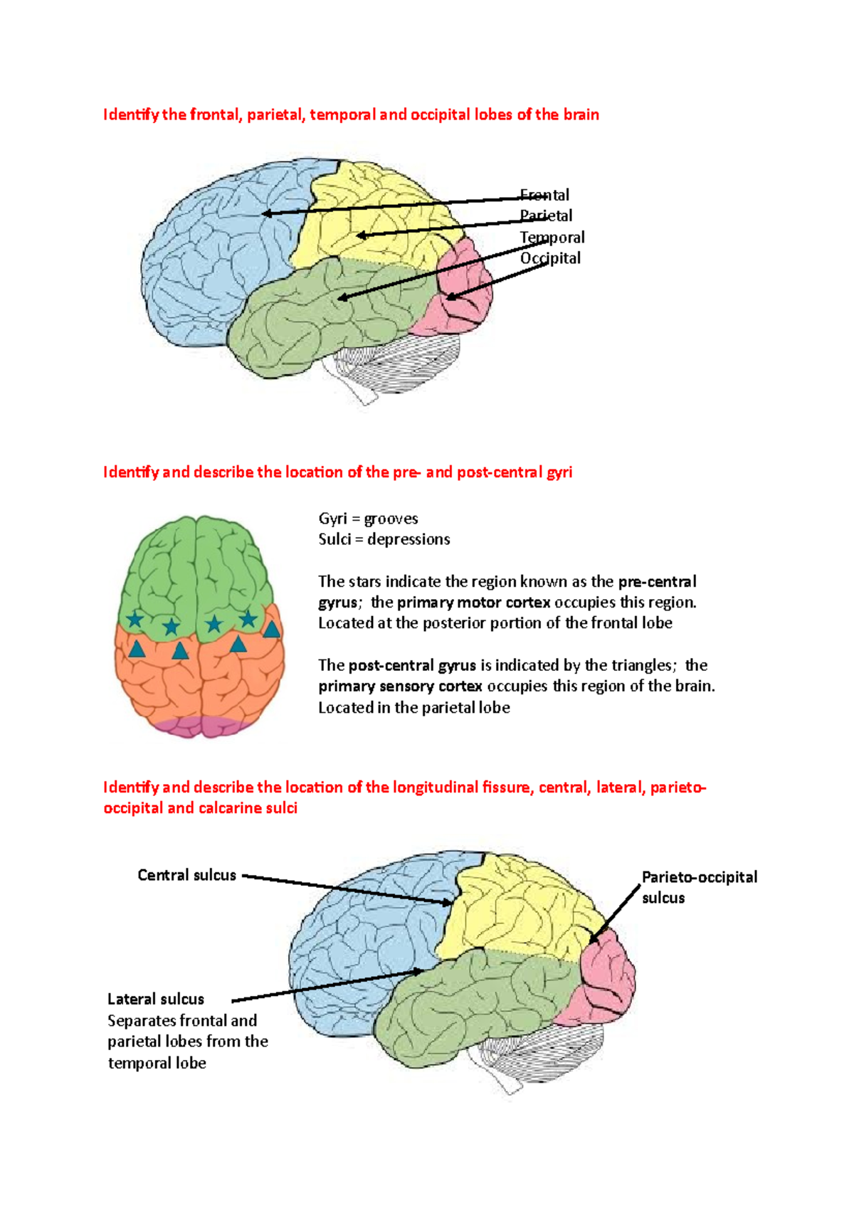 4. Forebrain, Midbrain, Hindbrain. Arterial Supply Brain. Basal Ganglia ...