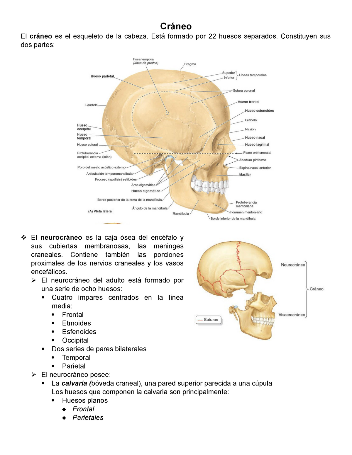 Huesos Del Craneo Cráneo El Cráneo Es El Esqueleto De La Cabeza Está Formado Por 22 Huesos 2974