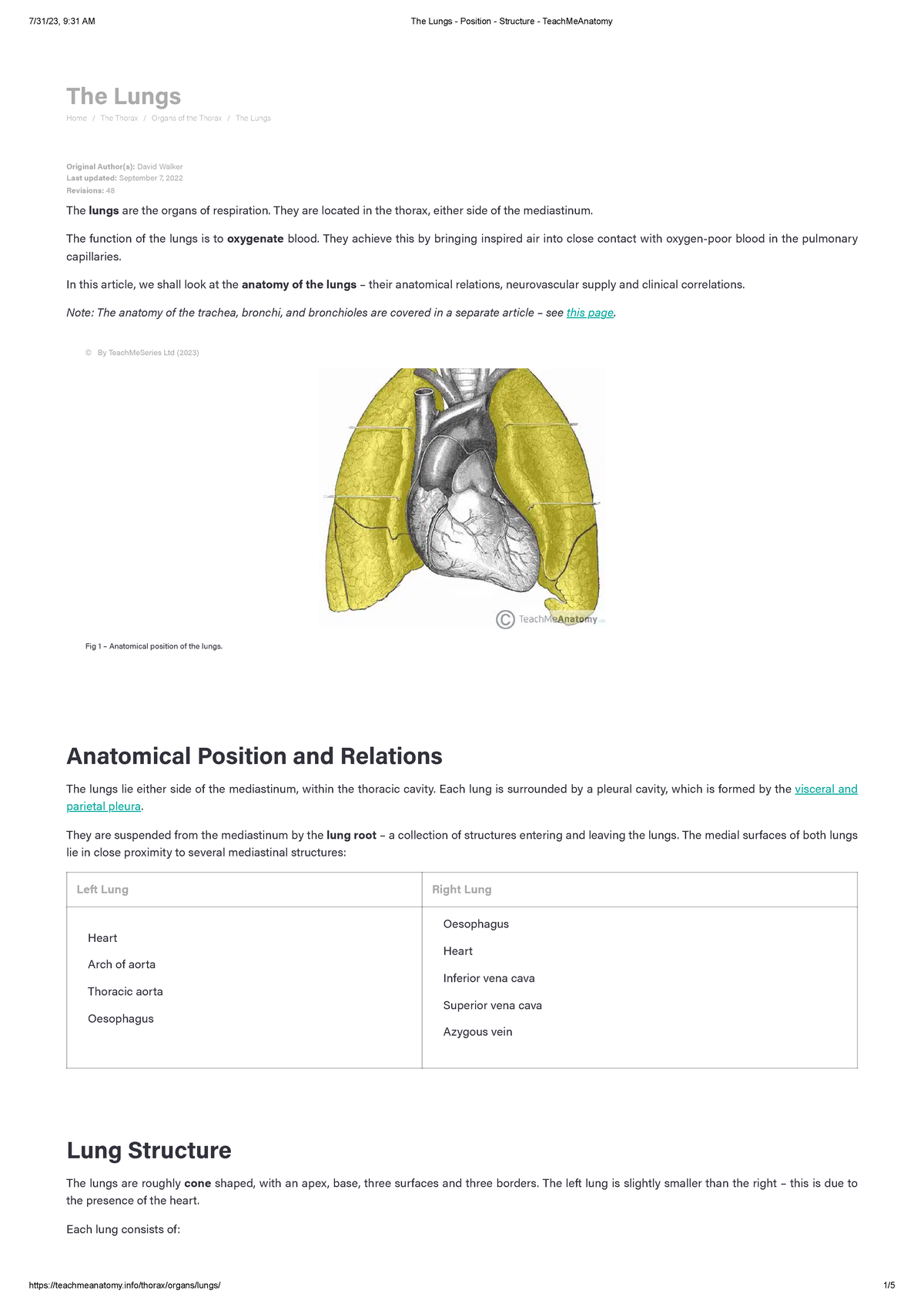 The Lungs Position Structure Teach Me Anatomy The Lungs Home