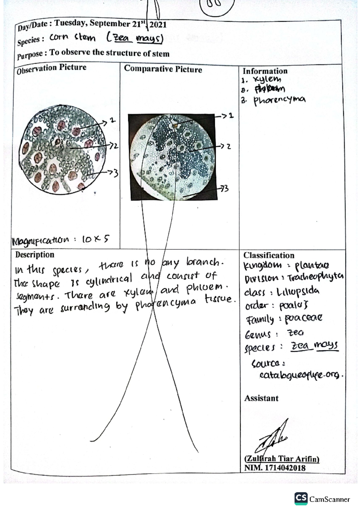 research paper of plant anatomy