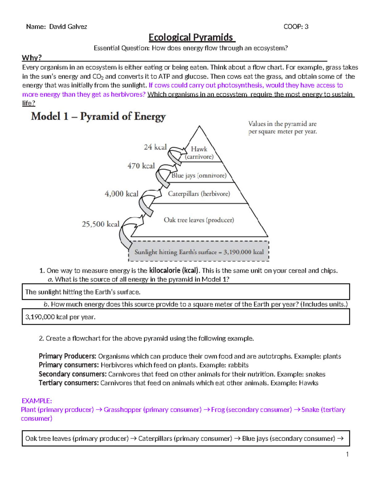 Conquer Ecological Pyramids: Your Pogil Answer Key Guide - 4uox7kp