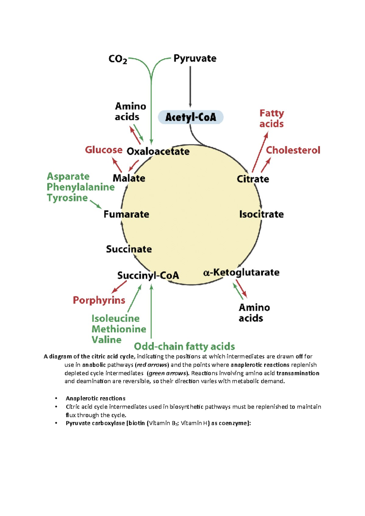 F 3 A diagram of the citric acid cycle - A diagram of the citric acid ...
