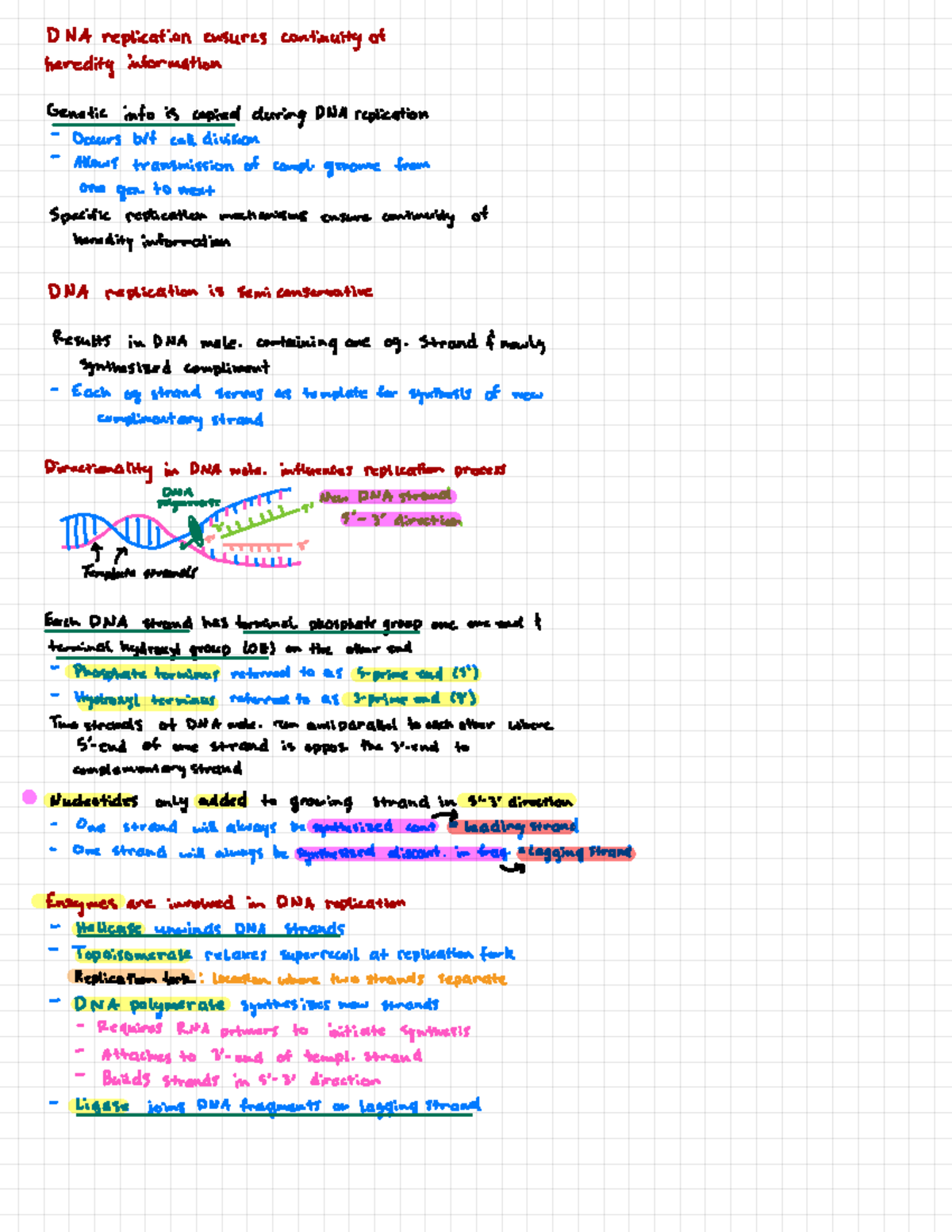 Chp 16-Replication - Notes on cellular replication along with essential ...