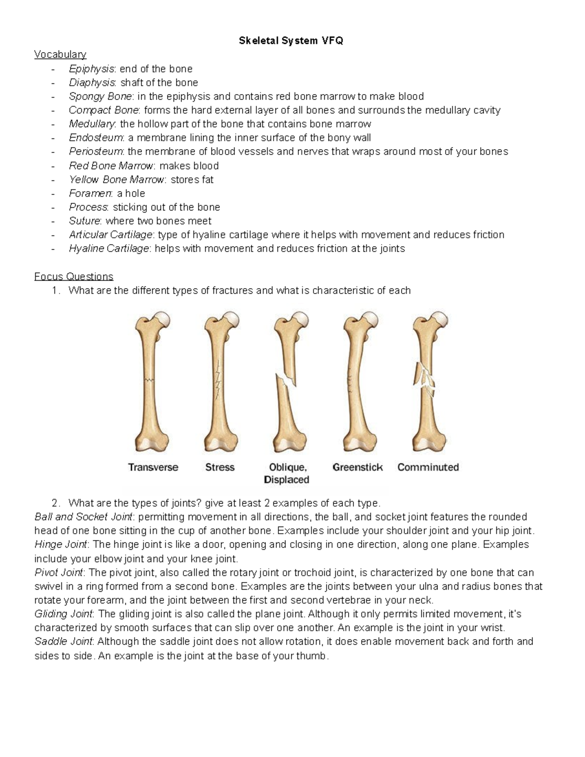Skeletal system vfq Skeletal System VFQ Vocabulary Epiphysis end of