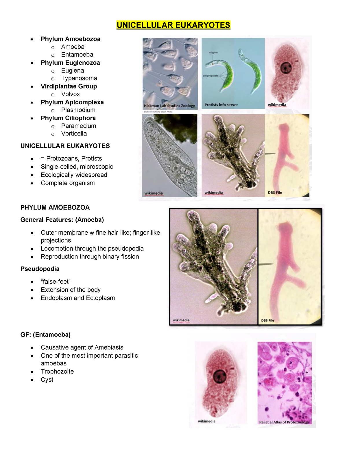 ZOO-L-234 - Lec - UNICELLULAR EUKARYOTES Phylum Amoebozoa O Amoeba O ...