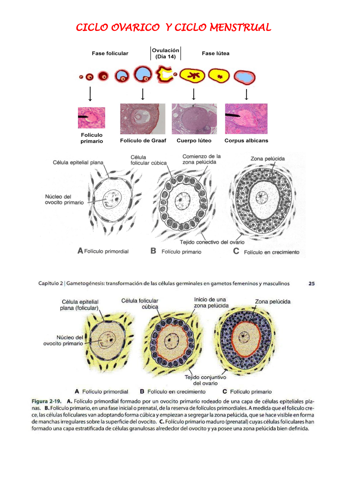 Ciclo Ovarico Y Ciclo Menstrual Citología Histología Y Embriología Ciclo Ovarico Y Ciclo 3367