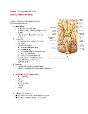 Anatomy Exam 1 Study Guide - CHAPTER 1 Anatomy: study of external and ...