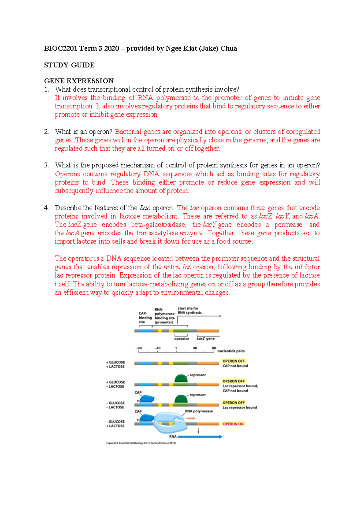 Stop Struggling! Get The Gene Expression Translation Pogil Answer Key Now - n2xeryl
