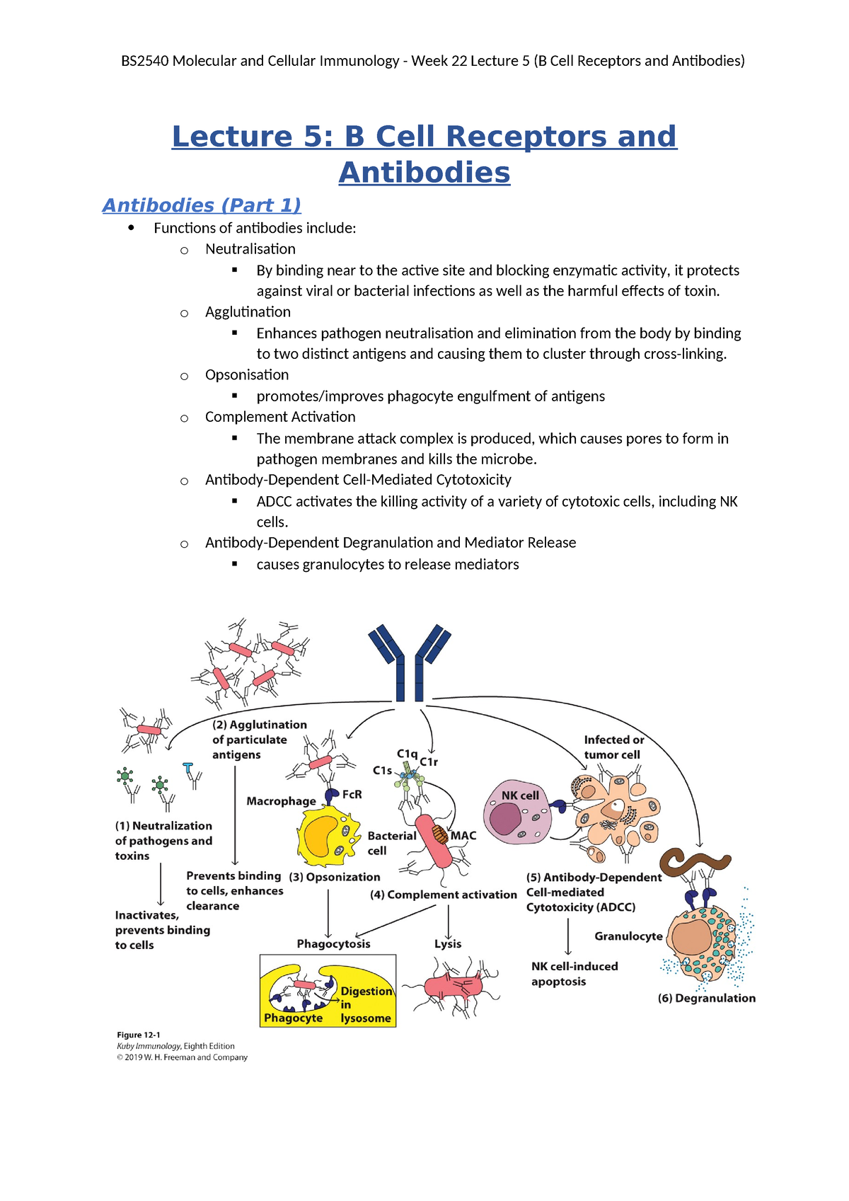 Lecture 5 - B Cell Receptors And Antibodies - Lecture 5: B Cell ...