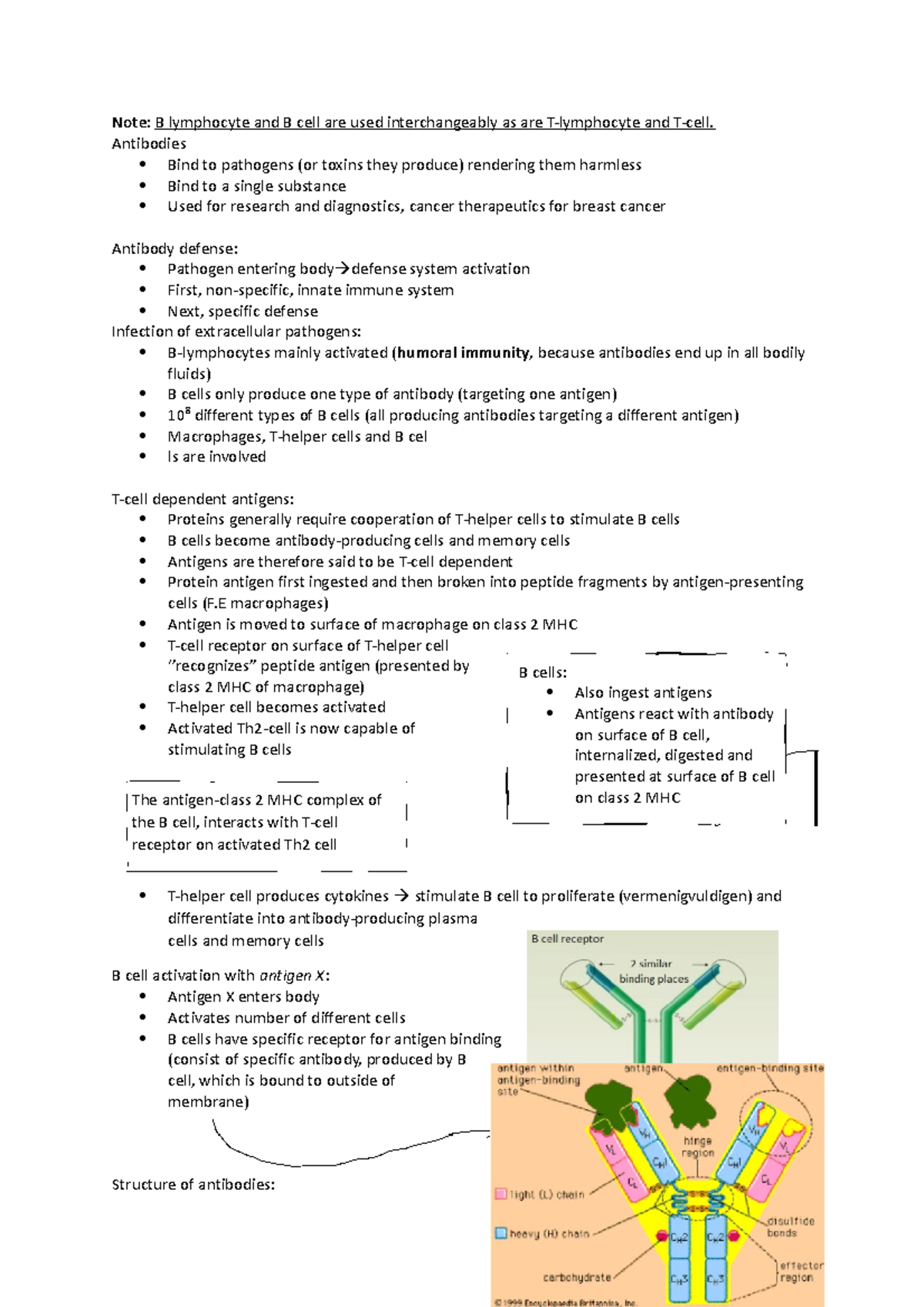 Introduction To Cell Biology Week 6 - Note: B Lymphocyte And B Cell Are ...