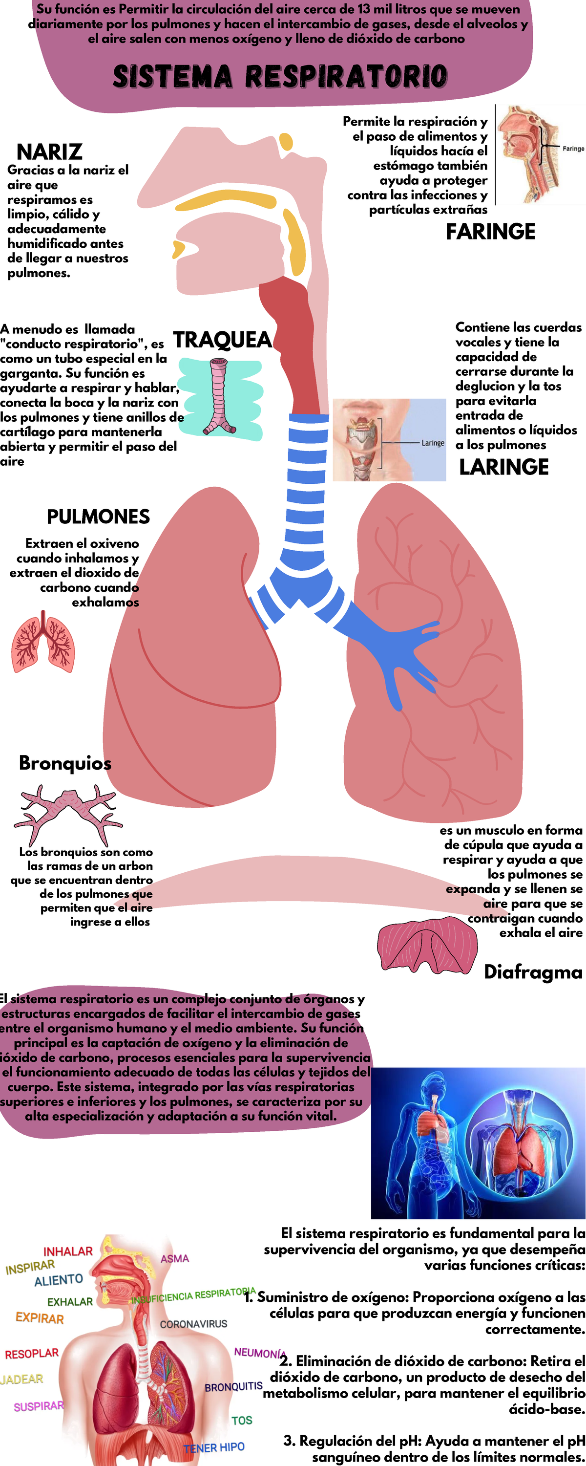 Infografía funciones del sistema respiratorio color rojo y rosa