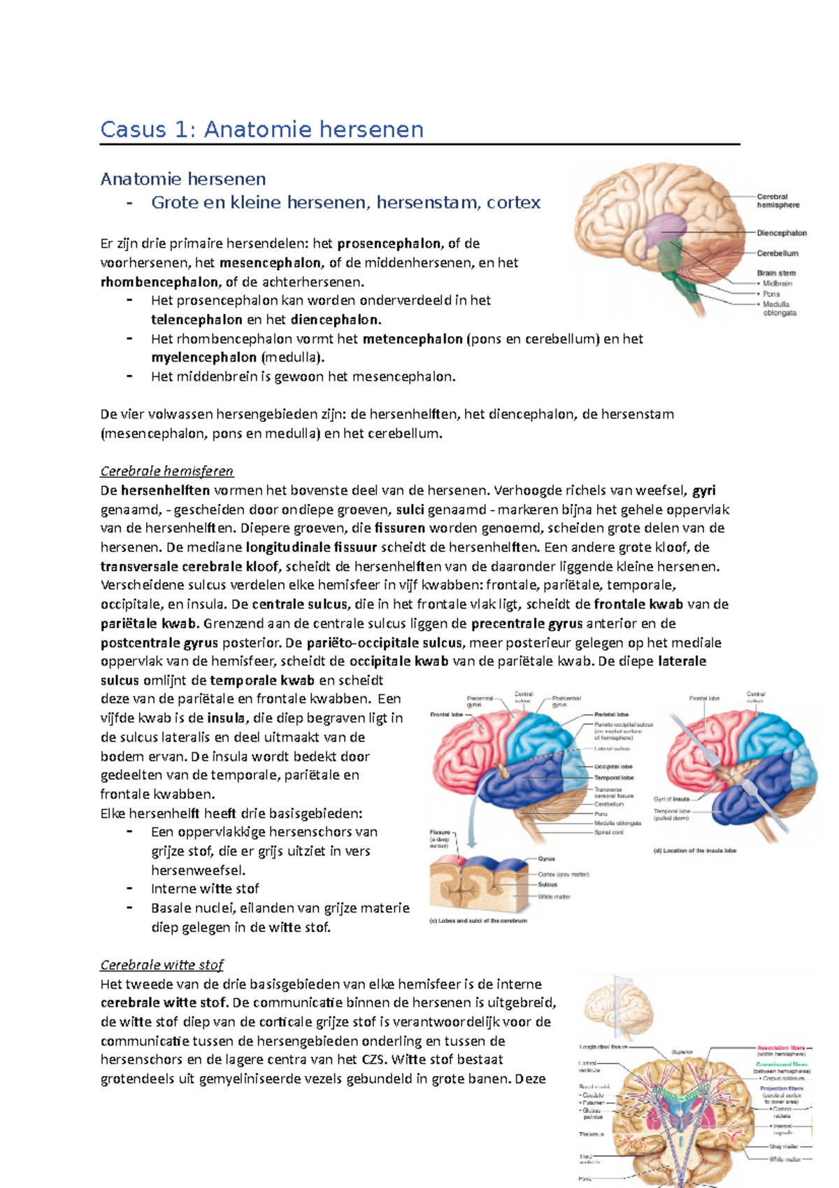 Casus Anatomie Hersenen Casus Anatomie Hersenen Anatomie Hersenen Grote En Kleine