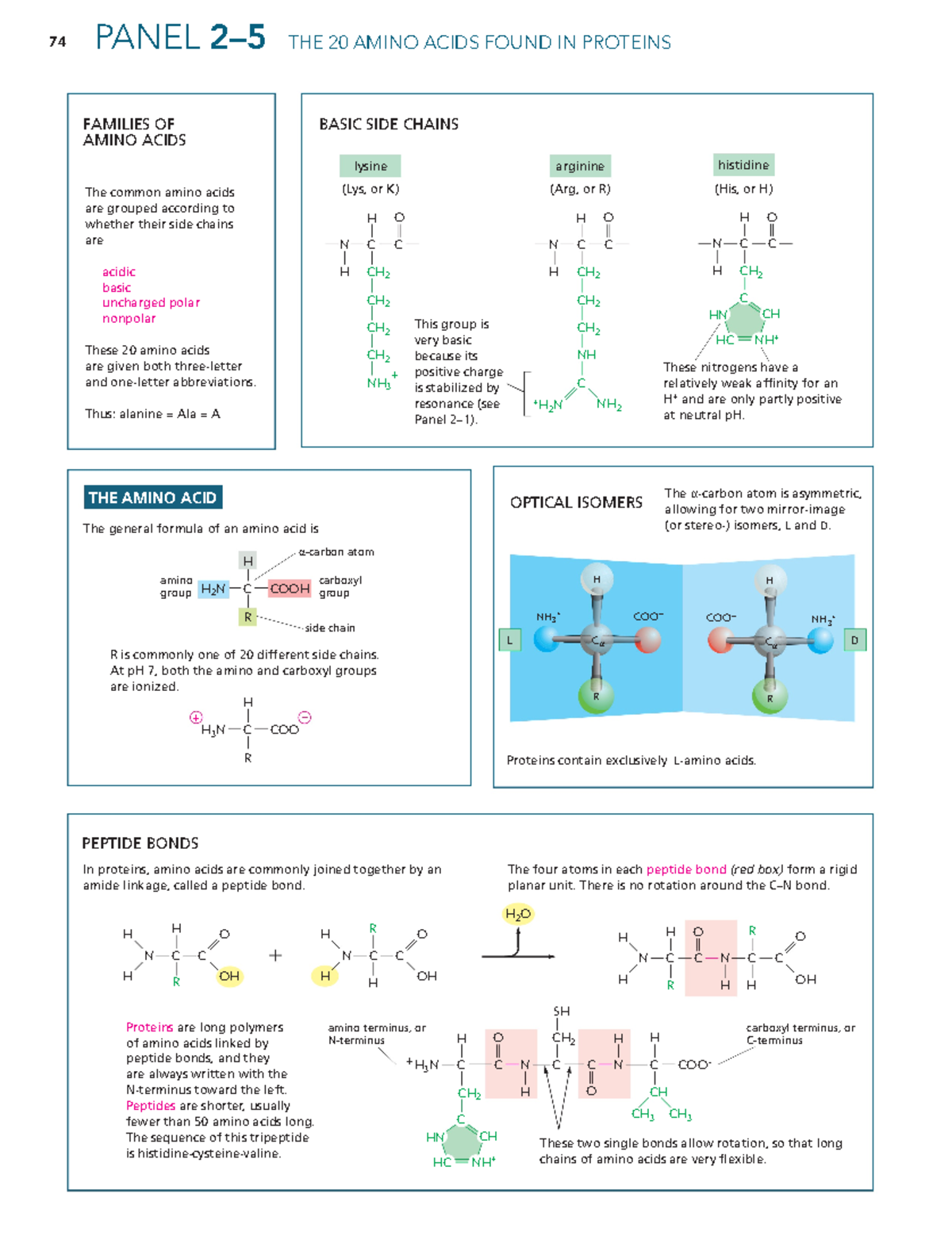 The 20 amino acids found in proteins - 74 paNeL 2–5 the 20 aMINO acIDS ...