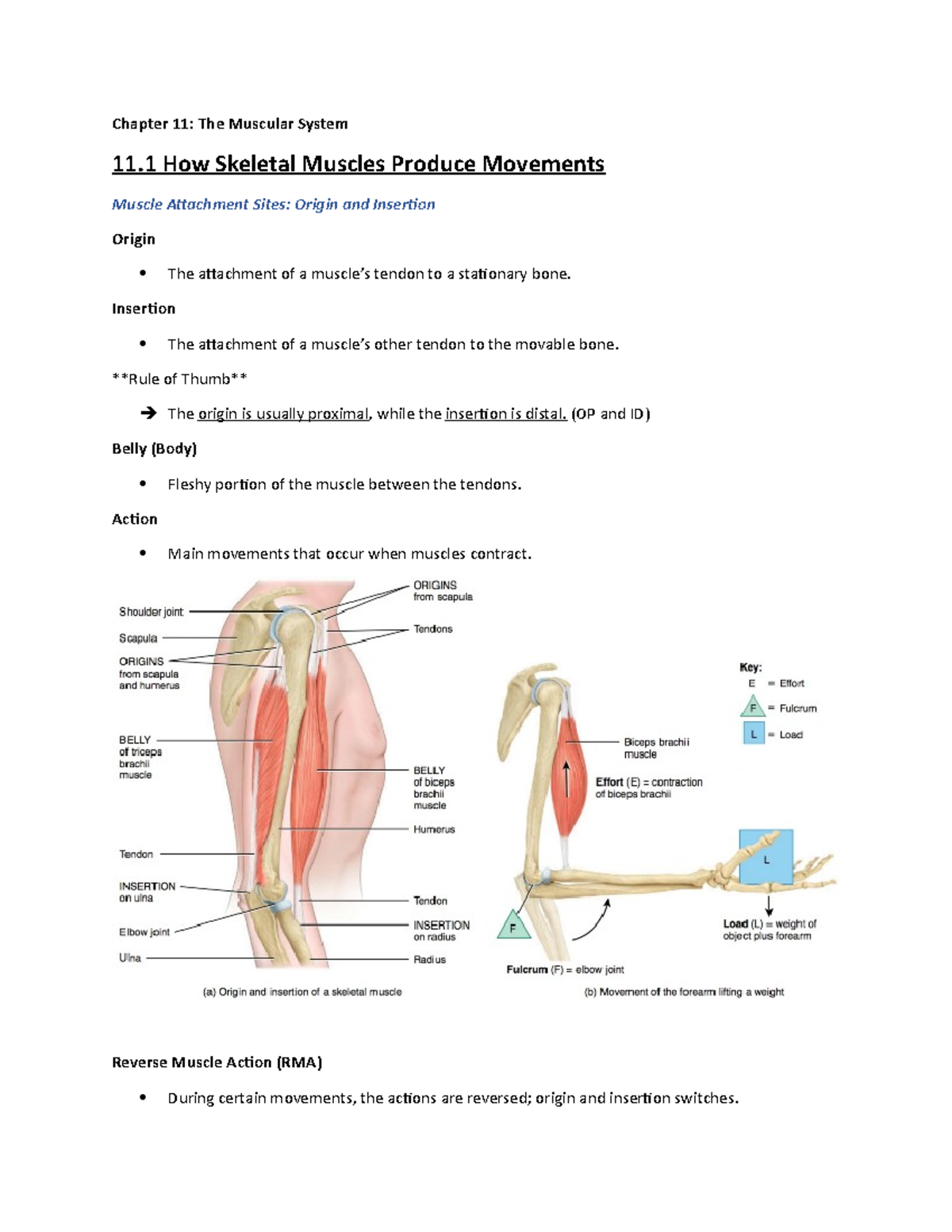 Chapter 11 (Muscular System) - Chapter 11: The Muscular System 11 How ...