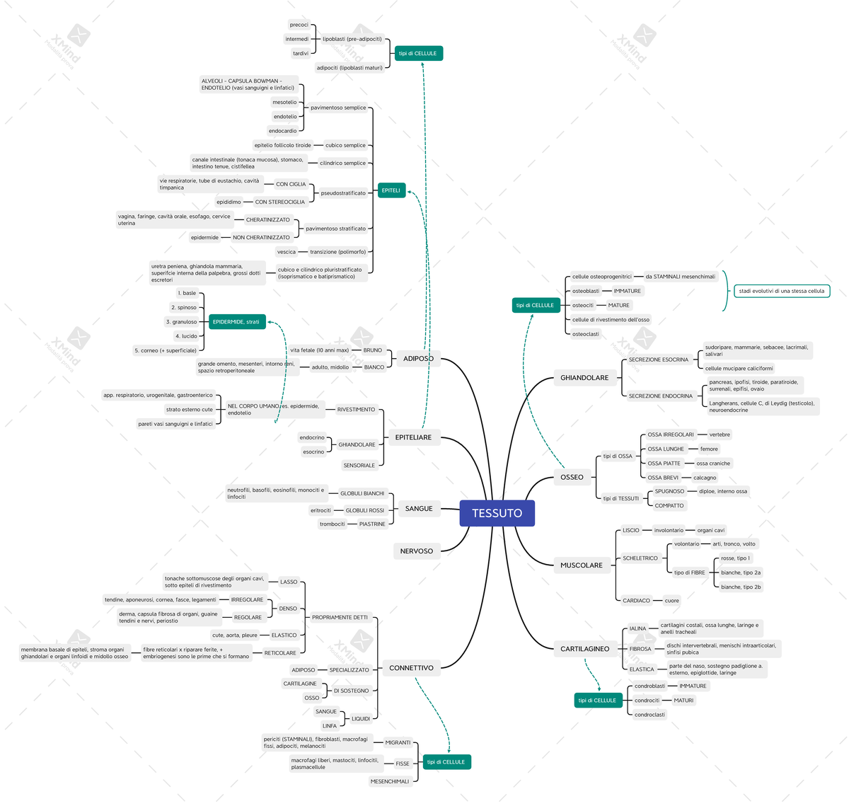 mappa concettuale del tessuto connettivo