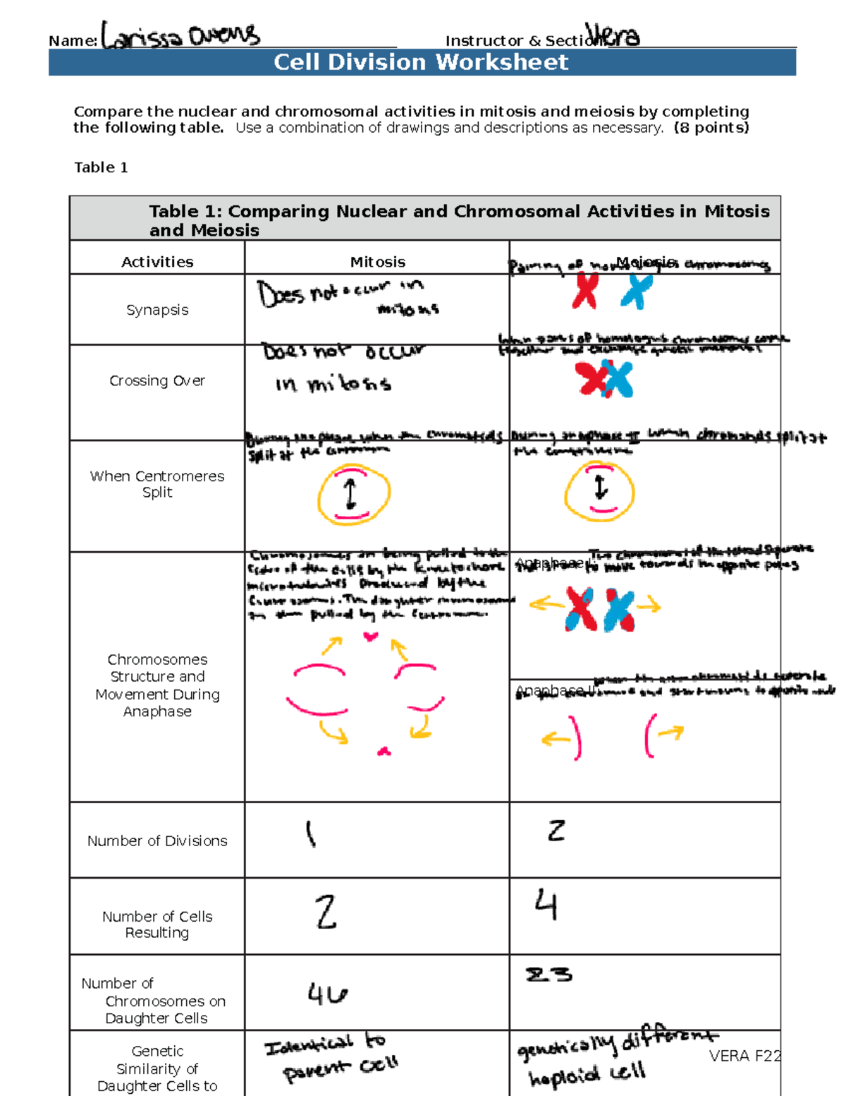 LOwens Cell Division Worksheet - Compare the nuclear and chromosomal ...