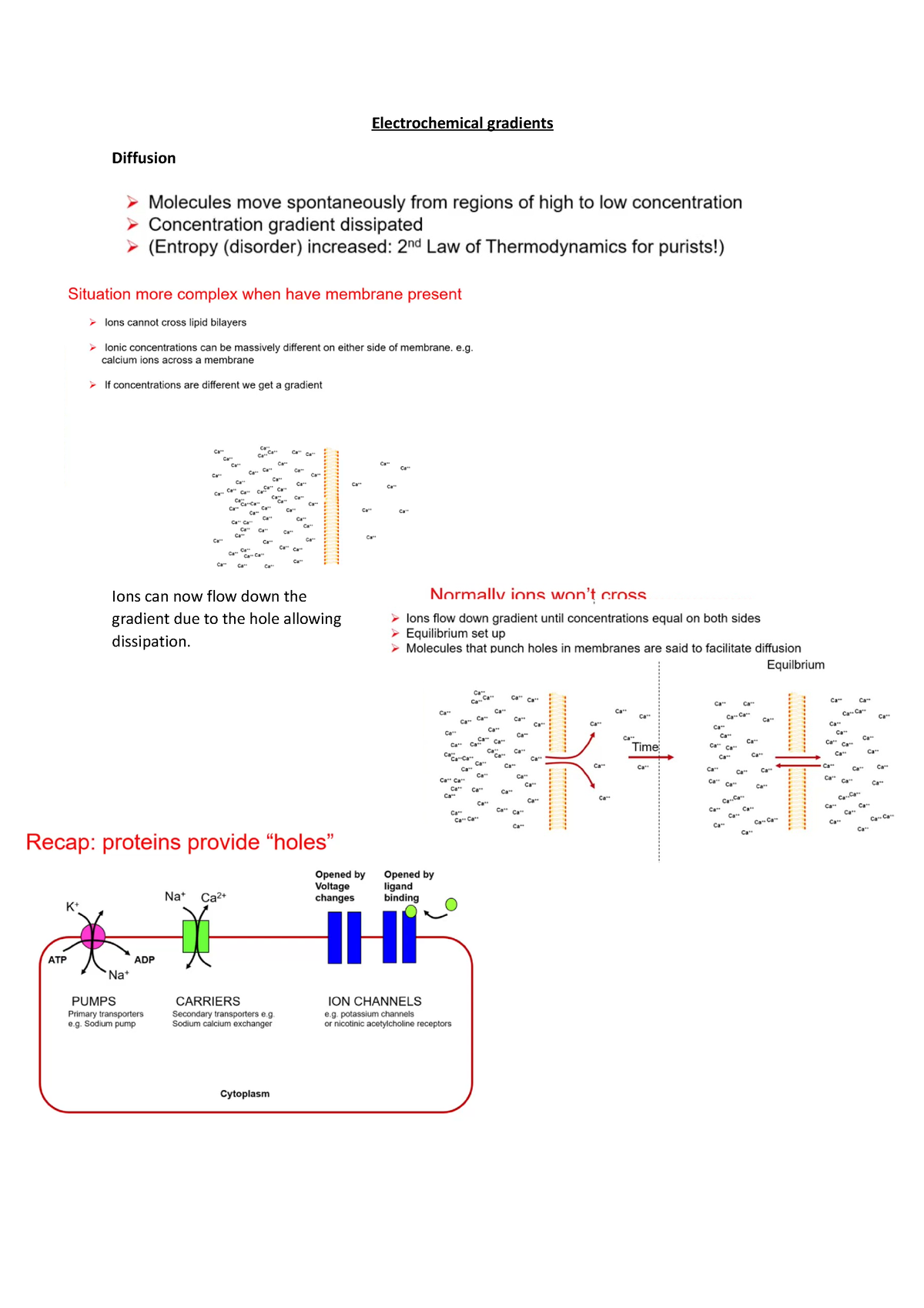 Lecture 4 Electrochemical Gradients BIOL10832 Manchester Studocu   Thumb 1200 1698 