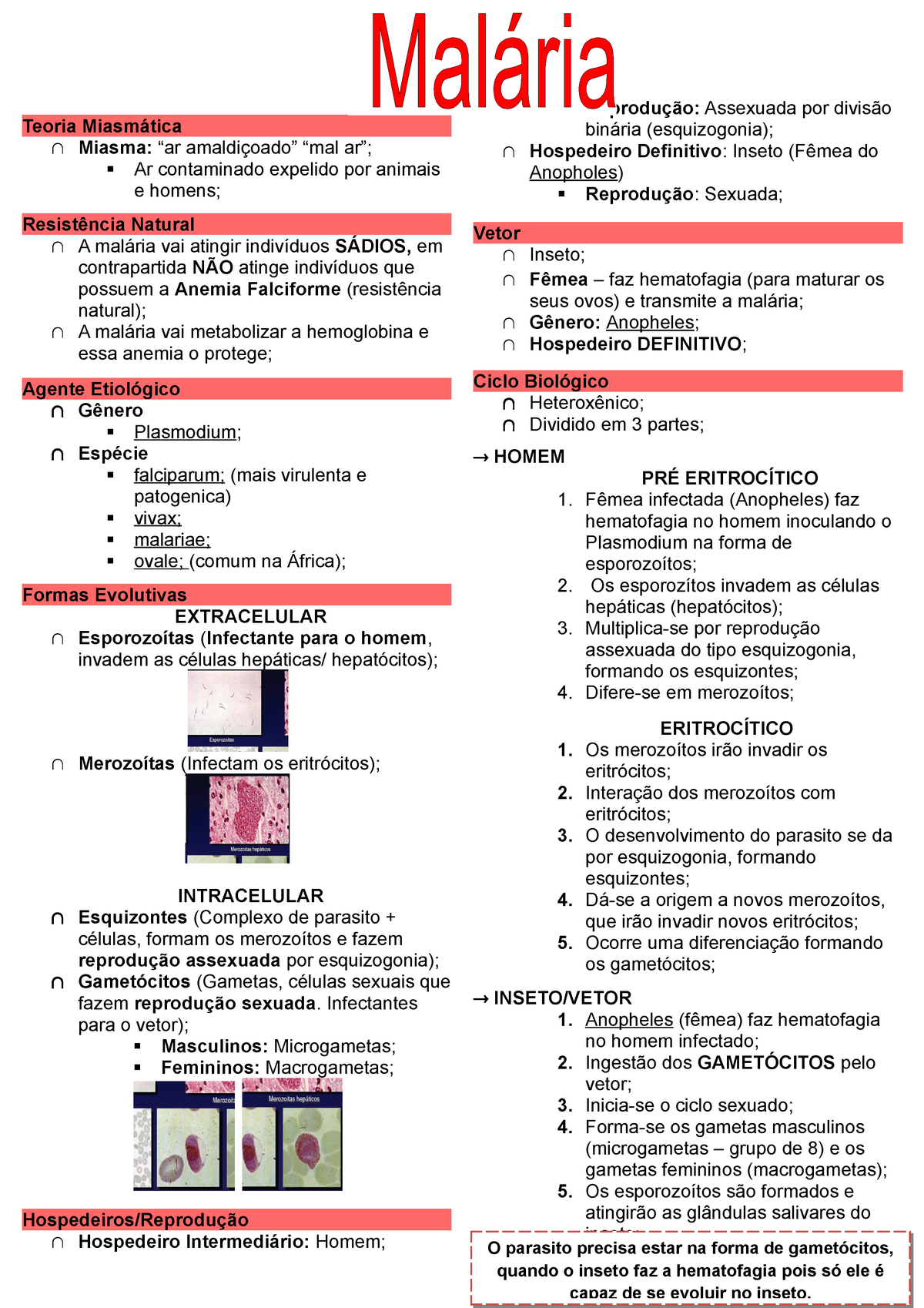 Malária As informações do resumo foram retiradas das anotações das aulas e do slide Teoria