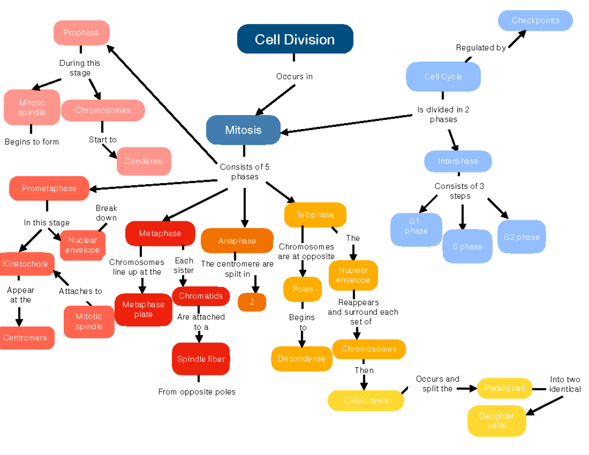 Cell Cycle Concept Map 1 1 Docx Cell Cycle Concept Ma 1347