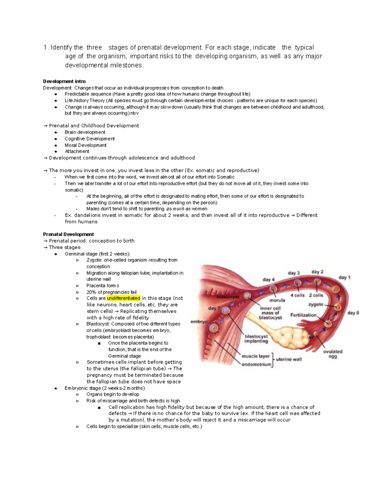 3 Stages Of Prenatal Development Identify The Three Stages Of Prenatal 