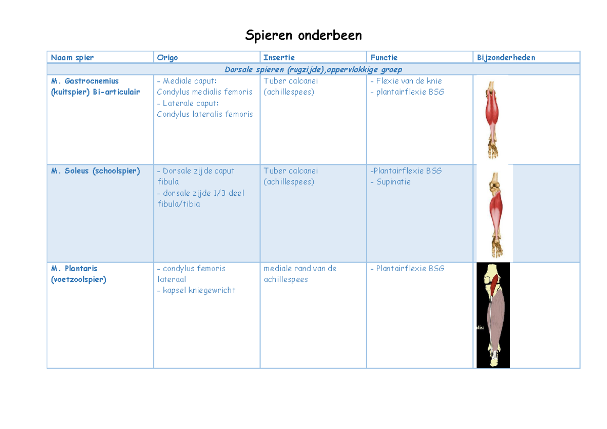 Musculatuur onderbeen - Naam spier Origo Insertie Functie