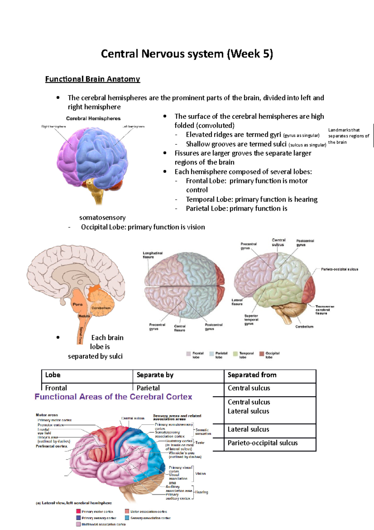 Central Nervous system hbb notes - Central Nervous system (Week 5 ...