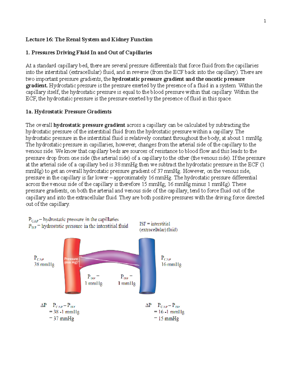 Lecture 16 Notes 2022 - n/a - Lecture 16: The Renal System and Kidney ...