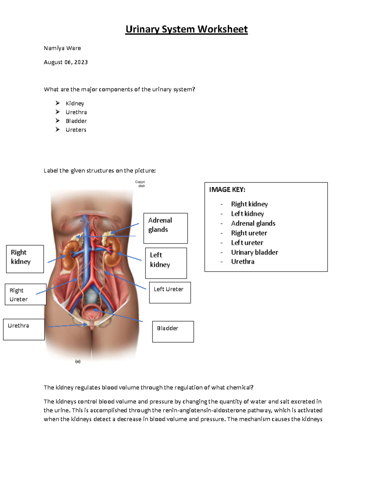 BIOS256 Urinary System Worksheet - Namiya Ware August 06, 2023 What are ...