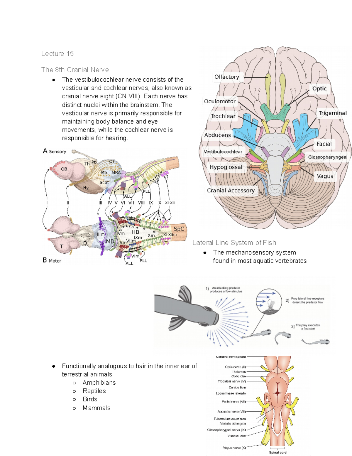 BIO 302 Lecturre 15 9 30 2022 - Lecture 15 The 8th Cranial Nerve The ...