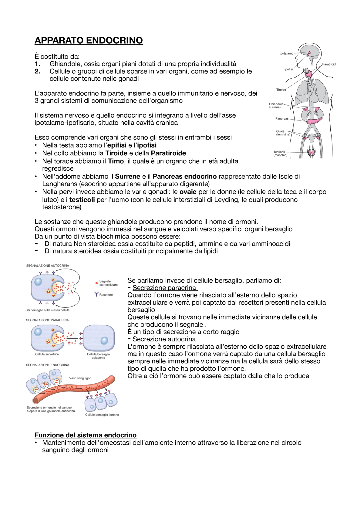 mappa mentale del sistema endocrino